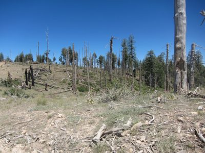 Evidence of forest fire about half way through the trip....